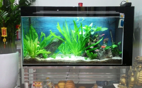 Hồ cá cảnh - Nghệ thuật thu hút tài lộc cho gia chủ