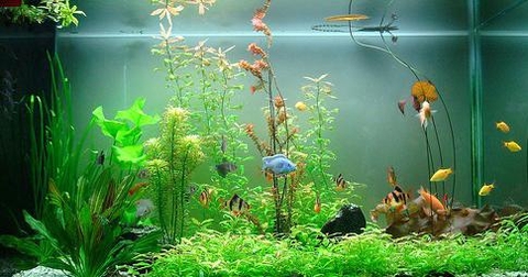 Bí quyết trang trí bể cá thủy sinh đẹp
