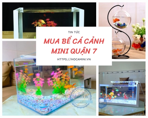 Gợi ý nơi cung cấp bể cá cảnh mini Quận 7 uy tín