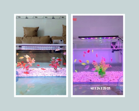 Giá bể cá thủy sinh đẹp bao nhiêu tiền?
