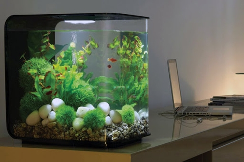 Bỏ túi kinh nghiệm nuôi bể cá mini