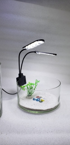 Kinh nghiệm chọn mua bể cá mini để bàn phù hợp phong thủy