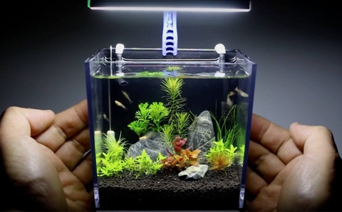 Cách trang trí hồ cá mini siêu đẹp