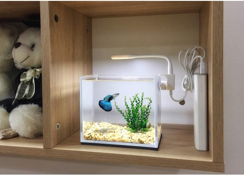Một chiếc bể cá mini dễ thương mang lại những lợi ích gì?