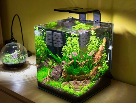 Cách bố trí bể cá cảnh mini hợp phong thủy