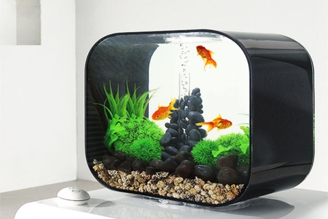 Bể cá cảnh mini thay nước dễ dàng