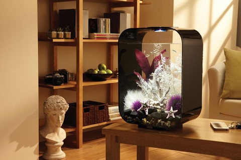 Nghệ thuật bày trí bể cá mini nơi bàn làm việc