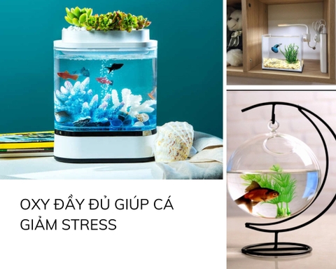 Giải đáp: Bể cá mini có cần oxy không?