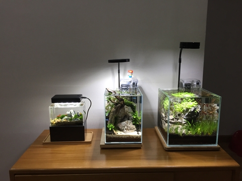 Mua bể cá mini cubic ở đâu TPHCM?