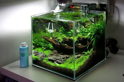 Mua bể cá mini cubic ở đâu TPHCM?