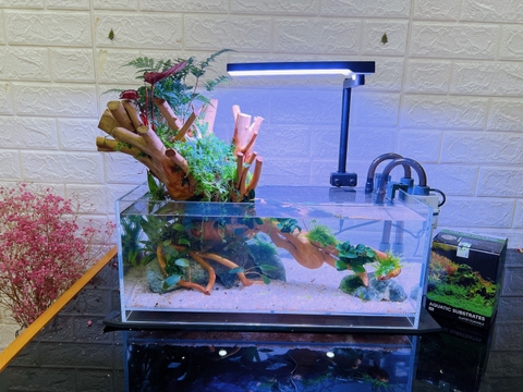 Lợi ích bất ngờ từ bể cá mini để bàn