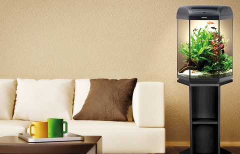 Các kiểu dáng bể thủy sinh mini để bàn đẹp, ý nghĩa