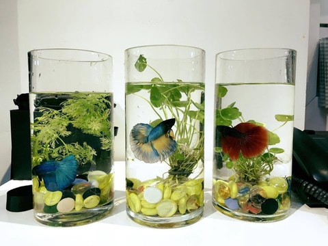 Bể cá betta nhỏ gọn để bàn làm việc