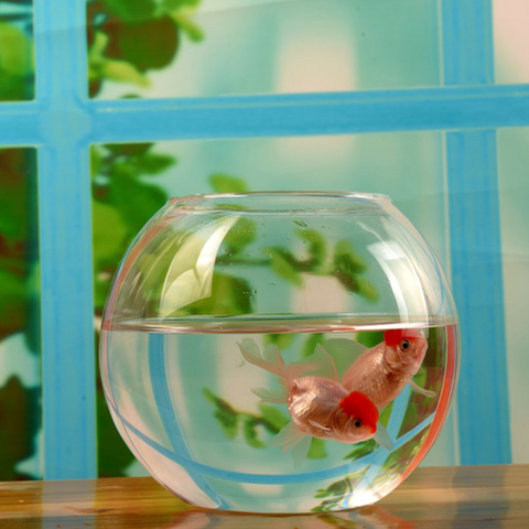 Kinh nghiệm trang trí hồ cá mini đơn giản, đẹp