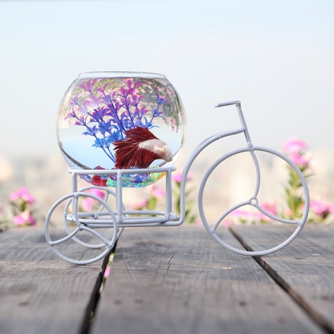 Có nên tặng bể cá mini để bàn cho người thân, bạn bè