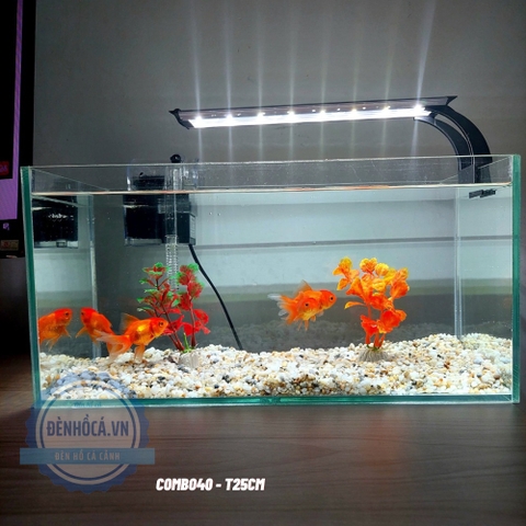 Top 10 mẫu bể cá mini để bàn đẹp nhất hiện nay