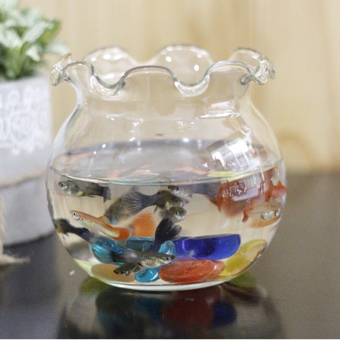 Quà tặng sinh nhật bể cá mini ý nghĩa và sáng tạo