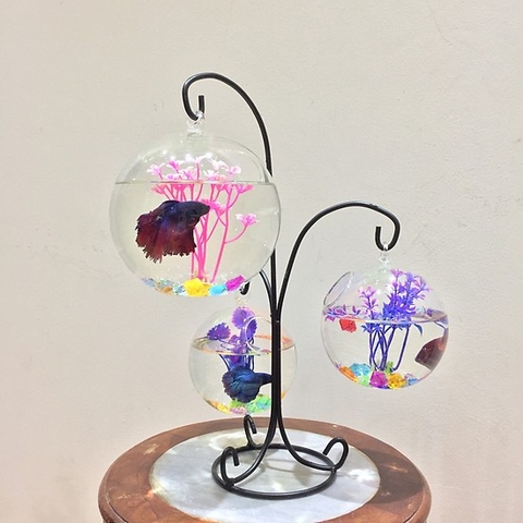 Nơi bán bể cá cảnh mini giá rẻ uy tín nhất