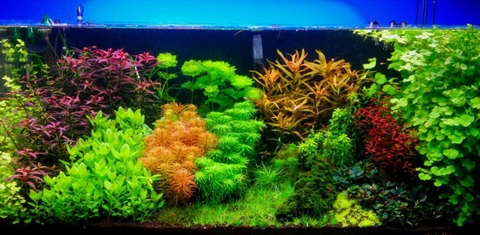 Châm vi sinh bao lâu thì nước trong