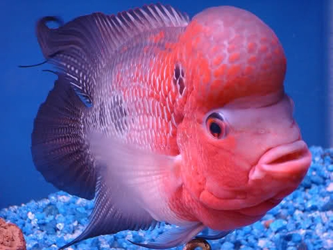 Các bệnh thường gặp ở cá La Hán