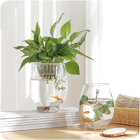 Một số mẫu bình thủy tinh trồng cây đẹp