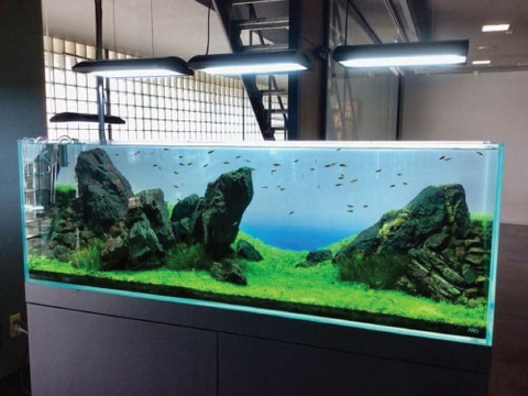 Nghệ thuật bố cục đá cho hồ thủy sinh