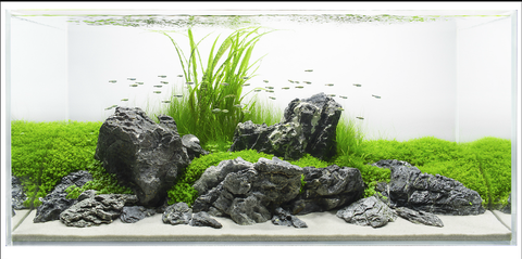 Nghệ thuật bố cục đá cho hồ thủy sinh