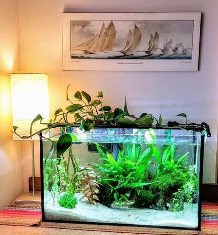 Kinh nghiệm bán bể cá mini cho người mới