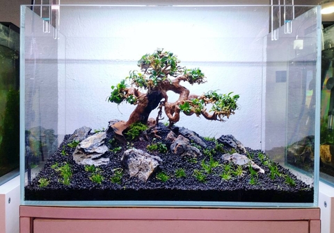 Để làm được hồ thuỷ sinh thì nên bắt đầu từ đâu?