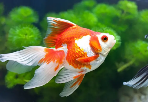Hướng dẫn cách nuôi cá vàng trong bể thủy sinh
