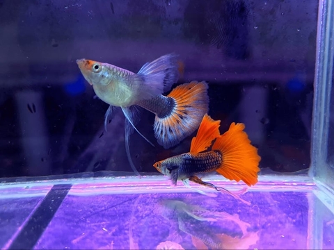 Cá bảy màu nuôi ở nhiệt độ bao nhiêu?