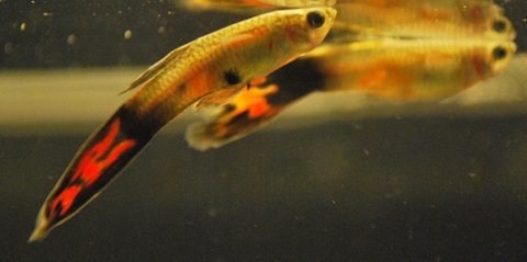 Nguyên nhân cá 7 màu chết (Phần 2)