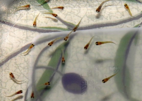 Cá bảy màu chịu đói được bao lâu?