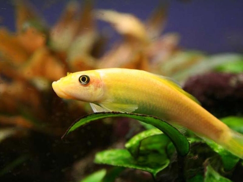 Nuôi cá bống dọn bể thủy sinh