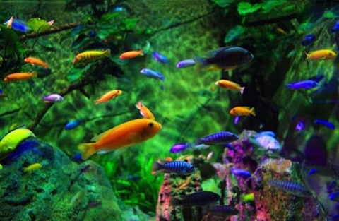 Cá không ăn bao lâu thì chết?