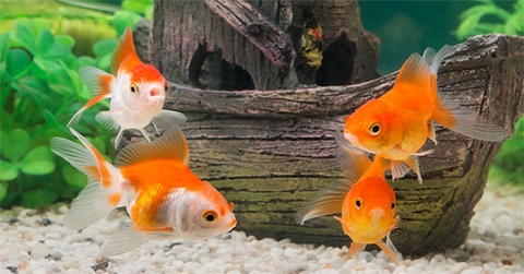 Những loại cá cảnh đẻ con sinh sản siêu nhanh