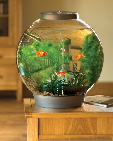 Tổng hợp các mẫu bể cá mini đẹp để bàn