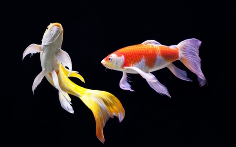 Tuổi nhâm tuất nuôi cá cảnh gì?