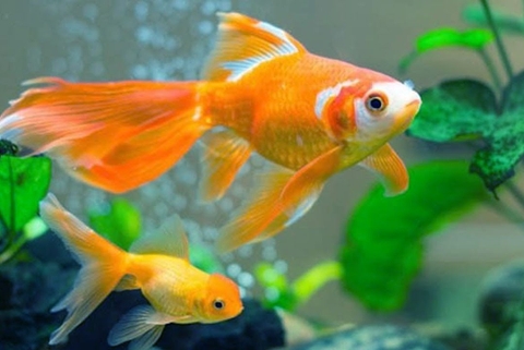 Hướng dẫn nuôi cá vàng cảnh