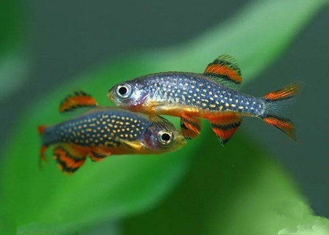 Gợi ý: Bể thủy sinh mini nên nuôi cá gì?
