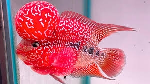 Cách chọn giống cá la hán con