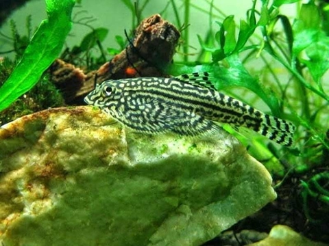 Cá tỳ bà bướm ăn gì?