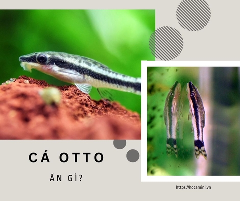 Cá otto ăn gì?