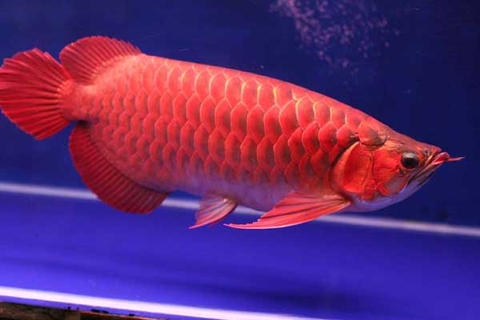 Người mệnh hỏa nên nuôi cá gì?