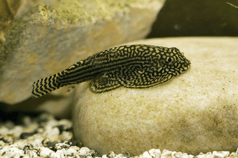 Điểm danh các loại cá dọn bể mini