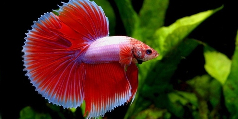 Bể cá betta nhỏ gọn để bàn làm việc