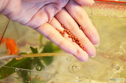 Những lưu ý khi cho cá con ăn