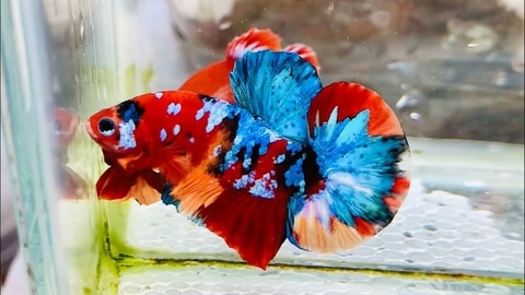 Chuẩn bị dụng cụ ép cá Betta