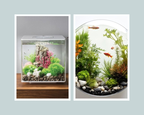 Chia sẻ kinh nghiệm cách nuôi cá cảnh trong bể kính