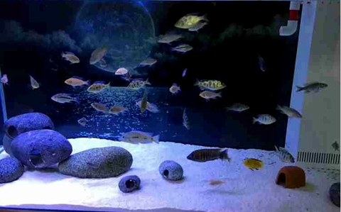 Cát bể cá là cát gì?